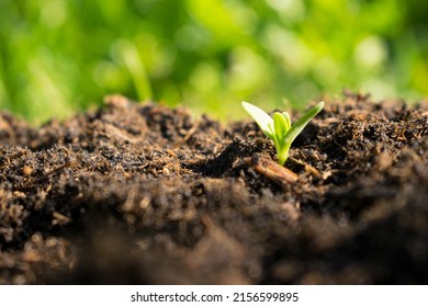 Small Seedling Grow In The Morning Sun. New Plant Life.