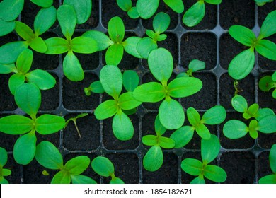 Small Seedlings Of Chrysanthemum Seedlings In Cultivation Tray. Plants Seeding In Sunlight In Modern Botany Greenhouse, Horticulture And Cultivation Of Ornamental Plans, Top View.