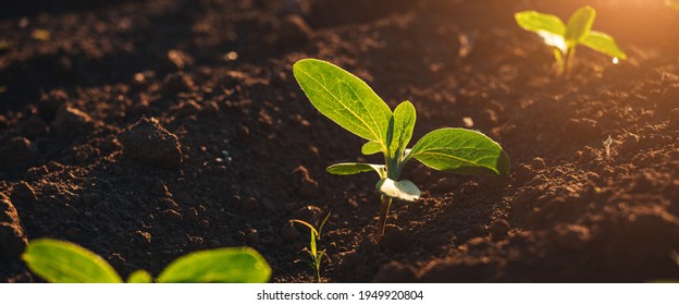 Small seedlings grow in the newly cultivated soil
