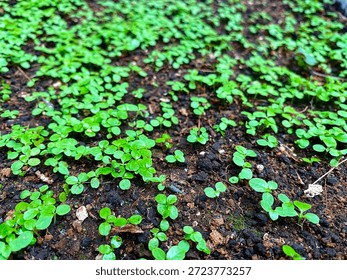 The small seedlings are sprouting
