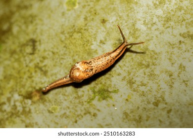 A small, semi-slug creature that crawls on textured surfaces. This mollusk has a light brown shell that covers part of its body and extended tentacles. Wulai, New Taipei City, Taiwan.