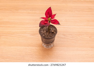 A small set of three artificial succulent plants in pastel-colored pots, arranged on a decorative bamboo tray