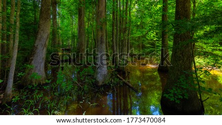 A small shaded swam along the Natchez Trace Parkway in Mississippi.