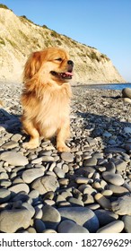 a small shaggy red Pekingese dog with his tongue hanging out sits on a pebble beach and looks thoughtfully at the sea, enjoying the breeze on a hot summer day. a vertical image, a blurred background