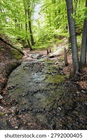 Small shallow stream flowing through a lush green forest with tall trees in springtime