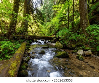 A small, shallow stream flows through a dense, verdant forest.  The water is a dark, grayish-brown, and shows soft, flowing movement, creating a blurred effect.  Fallen logs and mossy rocks are scatte