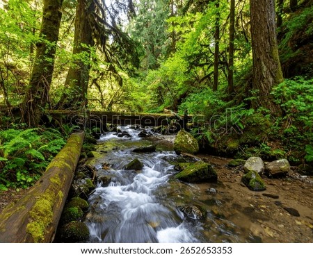 A small, shallow stream flows through a dense, verdant forest.  The water is a dark, grayish-brown, and shows soft, flowing movement, creating a blurred effect.  Fallen logs and mossy rocks are scatte