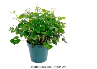 Small Shamrock Plant In A Green Plant Pot