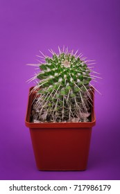 A small sharp cactus in a red pot. Cactus decor, flower, landscape. Cactus garden, on a bright pink background.