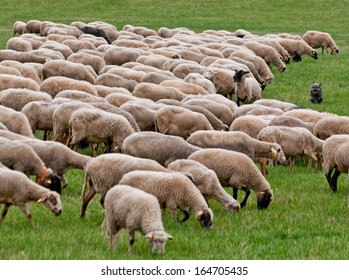 Small Sheepdog Herding A Flock Of Sheep