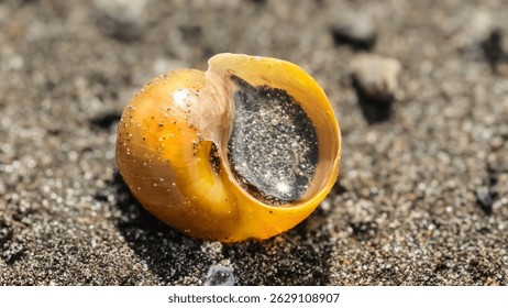 A small shell is laying on the ground. The shell is brown and has a hole in it