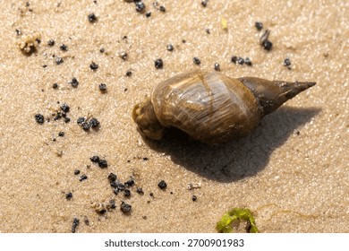 A small shell is laying on the sand. The shell is brown and has a pointed tip. The sand around the shell is littered with debris, including small rocks and dirt. The scene is somewhat messy