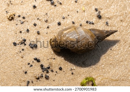 A small shell is laying on the sand. The shell is brown and has a pointed tip. The sand around the shell is littered with debris, including small rocks and dirt. The scene is somewhat messy