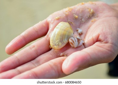 Small shellfish in child hand at the beach,concept  field trip, outdoor  learning.