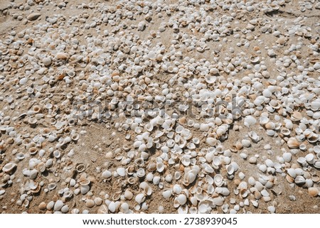 Small shells on a sandy beach on a sunny day. The natural pattern of seashells