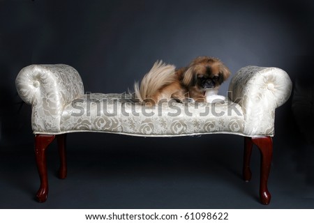 small shiatsu dog sitting on white princess bench