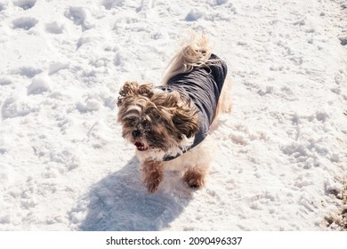 Small Shih Tzu Dog In His Blue Jacket Enjoying Cold And Snow In The Wild