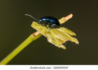 Small Shiny Beetle On A Leaf