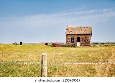 A Small Shiplap Settlers Home In A Fenced Pasture With A Couple Cows In An Agricultural Summer Landscape