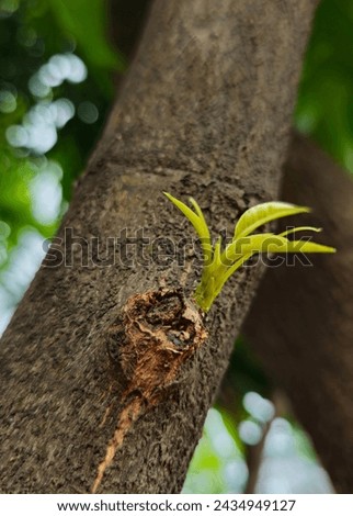 A Small Shoots of Mango Tree on the old trunk of mango tree. mango tress bark texture. mango tree bud