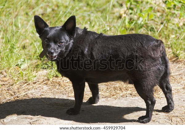 Small Shorthaired Black Dog On Walk Stock Photo Edit Now 459929704