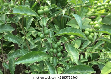 Small shrub herbaceous plant Solanum pseudocapsicum