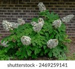 A small shrub of Oak leaf hydrangea, Hydrangea quercifolia, with many flower panicles. The creamy white flowers change to pink as they age, as visible on some of the flowers. Brick wall background.