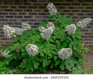 A small shrub of Oak leaf hydrangea, Hydrangea quercifolia, with many flower panicles. The creamy white flowers change to pink as they age, as visible on some of the flowers. Brick wall background.