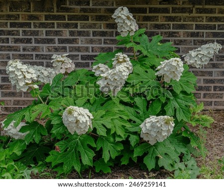 A small shrub of Oak leaf hydrangea, Hydrangea quercifolia, with many flower panicles. The creamy white flowers change to pink as they age, as visible on some of the flowers. Brick wall background.