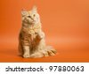 cat on colorful background