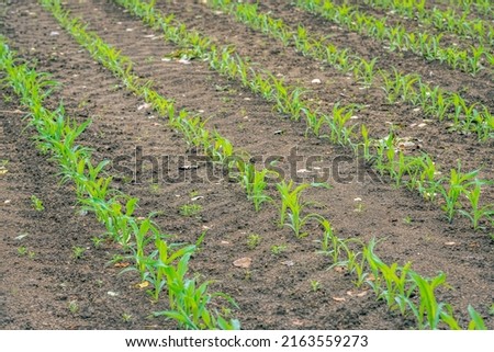 Small silage maize plants in rows in a large Dutch field. The plants were sown recently. The photo with diagonal rows was taken at the beginning of the spring season.