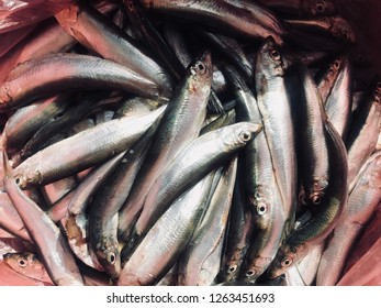 silver fish images stock photos vectors shutterstock