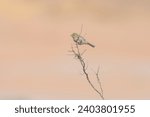 A small Silvereye sits atop a dead branch in front of an attractive sandy coloured background