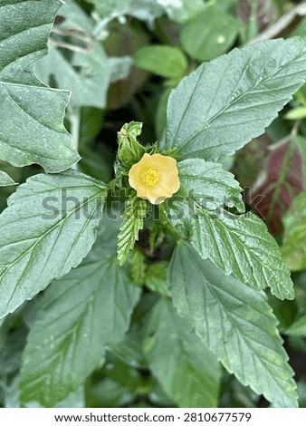 Small single yellow arrowleaf sida flower blooming inside serrated green leaves.