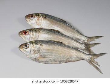 Small size Hilsafish Tenualosa ilisha hilsa herring terbuk fish (ilish, hilsa or hilsa shad) in Clupeidae family (national fish of Bangladesh) popular famous fish among Bengali's in kolkata India