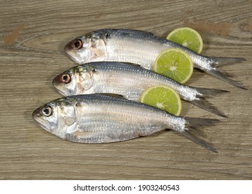 Small size Hilsafish Tenualosa ilisha hilsa herring terbuk fish (ilish, hilsa or hilsa shad) in Clupeidae family (national fish of Bangladesh) popular famous fish among Bengali's in kolkata India