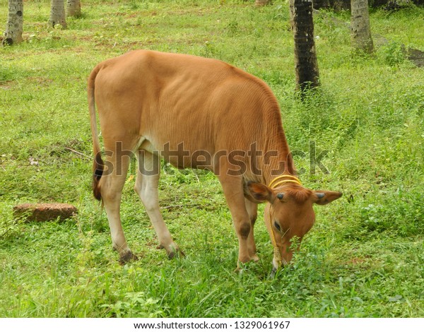 Small Size Indian Cow Kochi Kerala Stock Photo (Edit Now) 1329061967