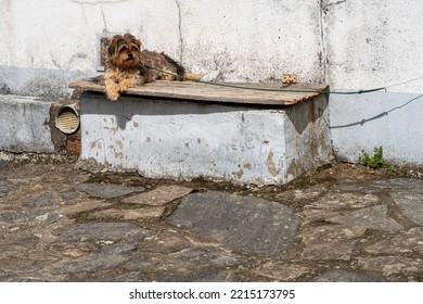 Small Sized Long Haired Dog Lying In The Sun. Galicia, Spain.