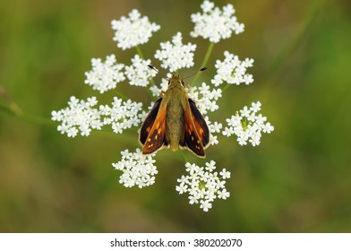 Small Skipper