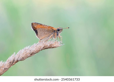 Small Skipper butterfly on the flower. Thymelicus sylvestris. Green background. - Powered by Shutterstock