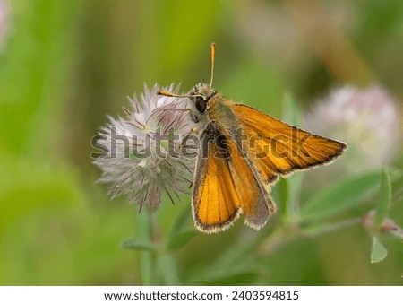 A small skipper butterfly seen nectaring on hare's-foot clover flowers in July