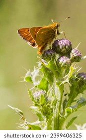 Small Skipper Butterfly (Thymelicus sylvestris) perched on a thisle