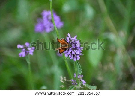 Small skipper (Thymelicus sp.)
A small orange skipper butterfly feeds on a purple vervain flower, pausing briefly in a wildflower meadow during midsummer.