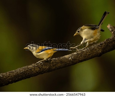A small skirmish between two Blue Winged Minlas