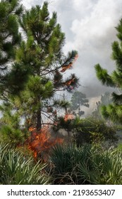 Small Slash Pine Engulfed In Flames