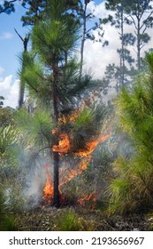 Small Slash Pine In Flames