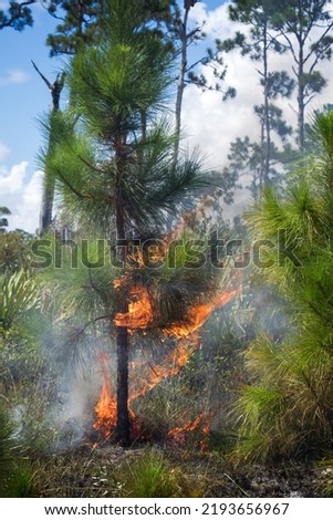 Small slash pine in flames