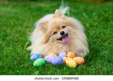 A small smiling German Spitz lies on the grass and looks at the camera. Happy easter.
