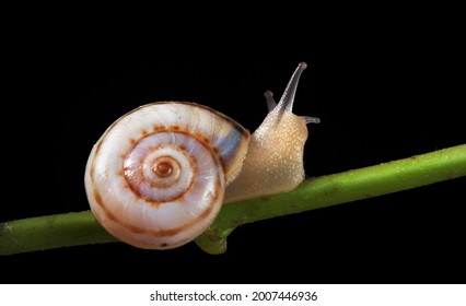 small snail crawling on a green stalk isolated on black.
