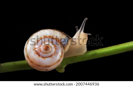 small snail crawling on a green stalk isolated on black.